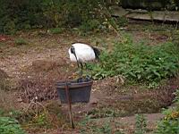 Ibis sacre, Threskiornis aethiopicus (Photo F. Mrugala) (11)